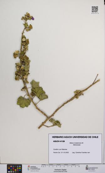 Malva nicaeensis [Espécimen: UCH:AGUCH:0041129]