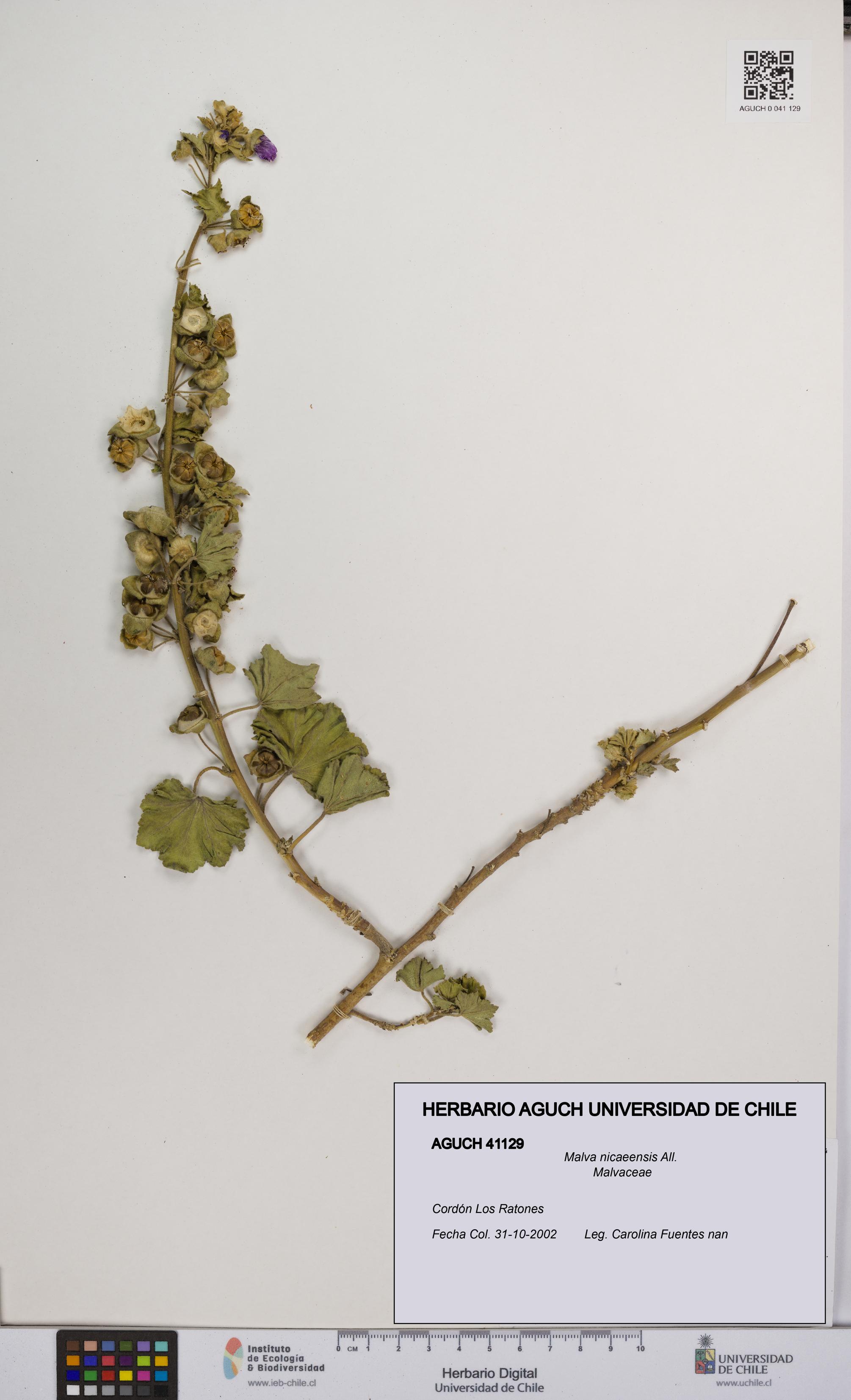 Malva nicaeensis [Espécimen: UCH:AGUCH:0041129]