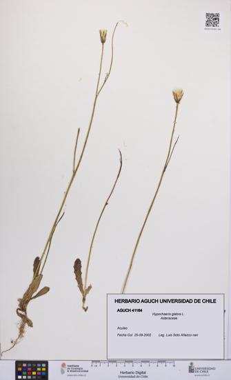 Hypochaeris glabra [Espécimen: UCH:AGUCH:0041164]