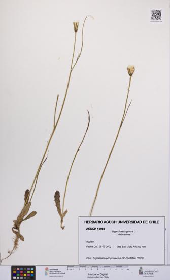 Hypochaeris glabra [Espécimen: UCH:AGUCH:0041164]