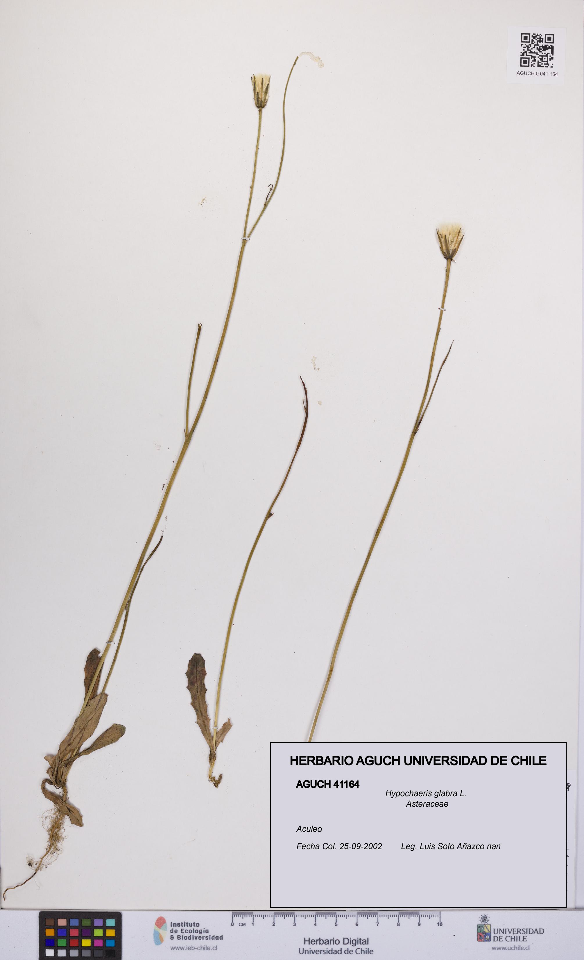 Hypochaeris glabra [Espécimen: UCH:AGUCH:0041164]