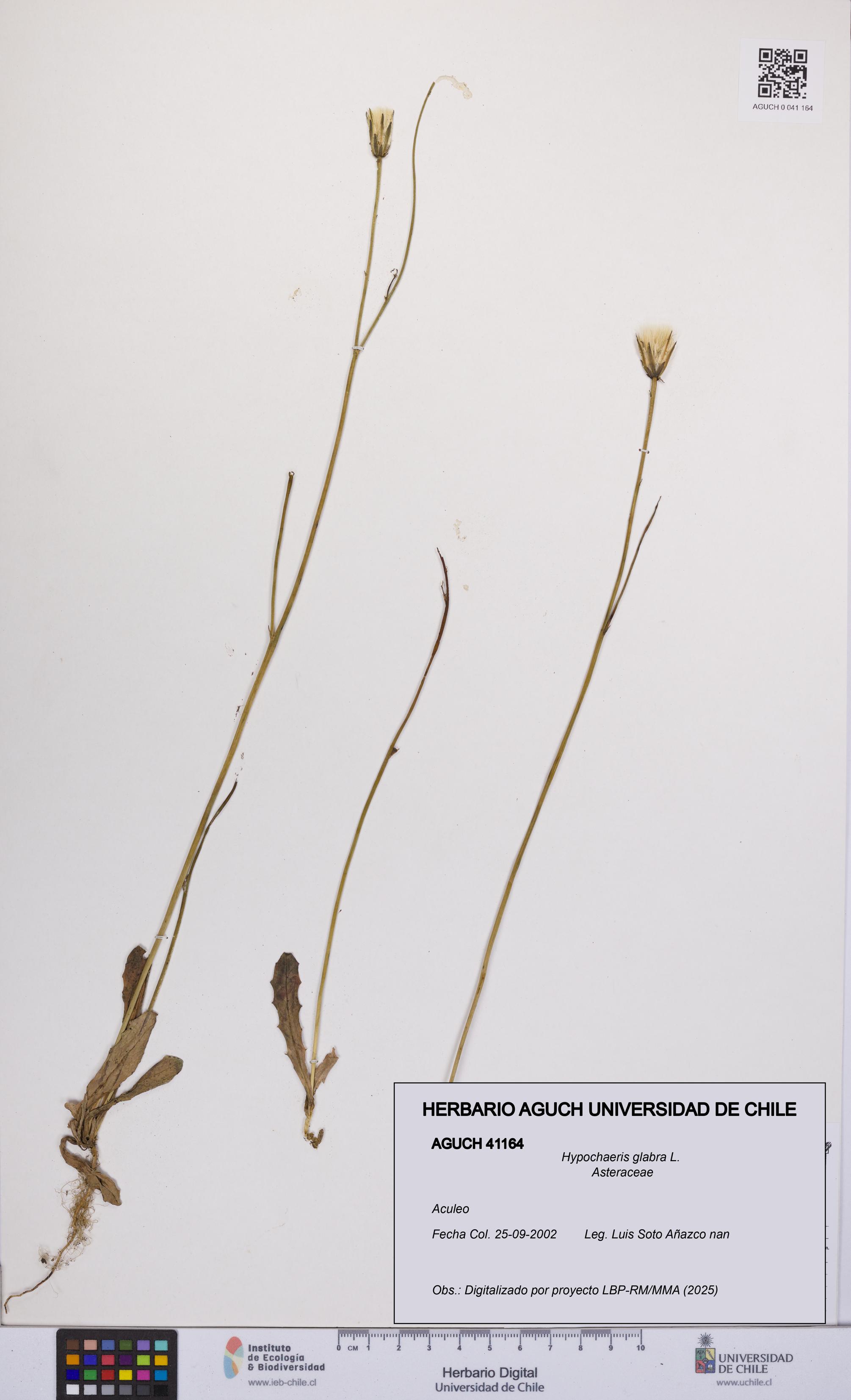 Hypochaeris glabra [Espécimen: UCH:AGUCH:0041164]