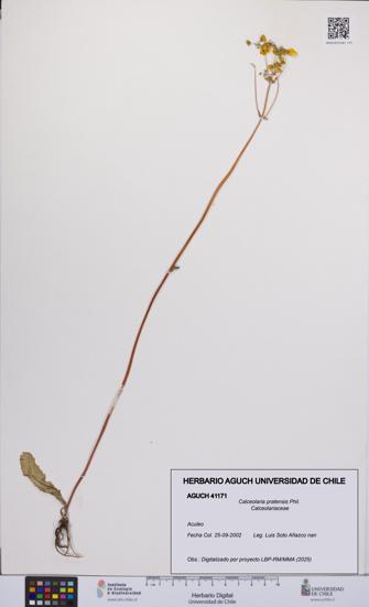 Calceolaria pratensis [Espécimen: UCH:AGUCH:0041171]