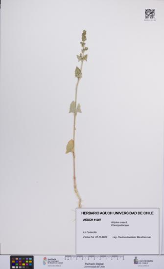 Atriplex rosea [Espécimen: UCH:AGUCH:0041207]