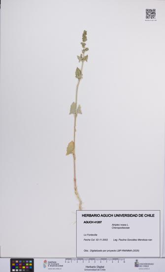 Atriplex rosea [Espécimen: UCH:AGUCH:0041207]