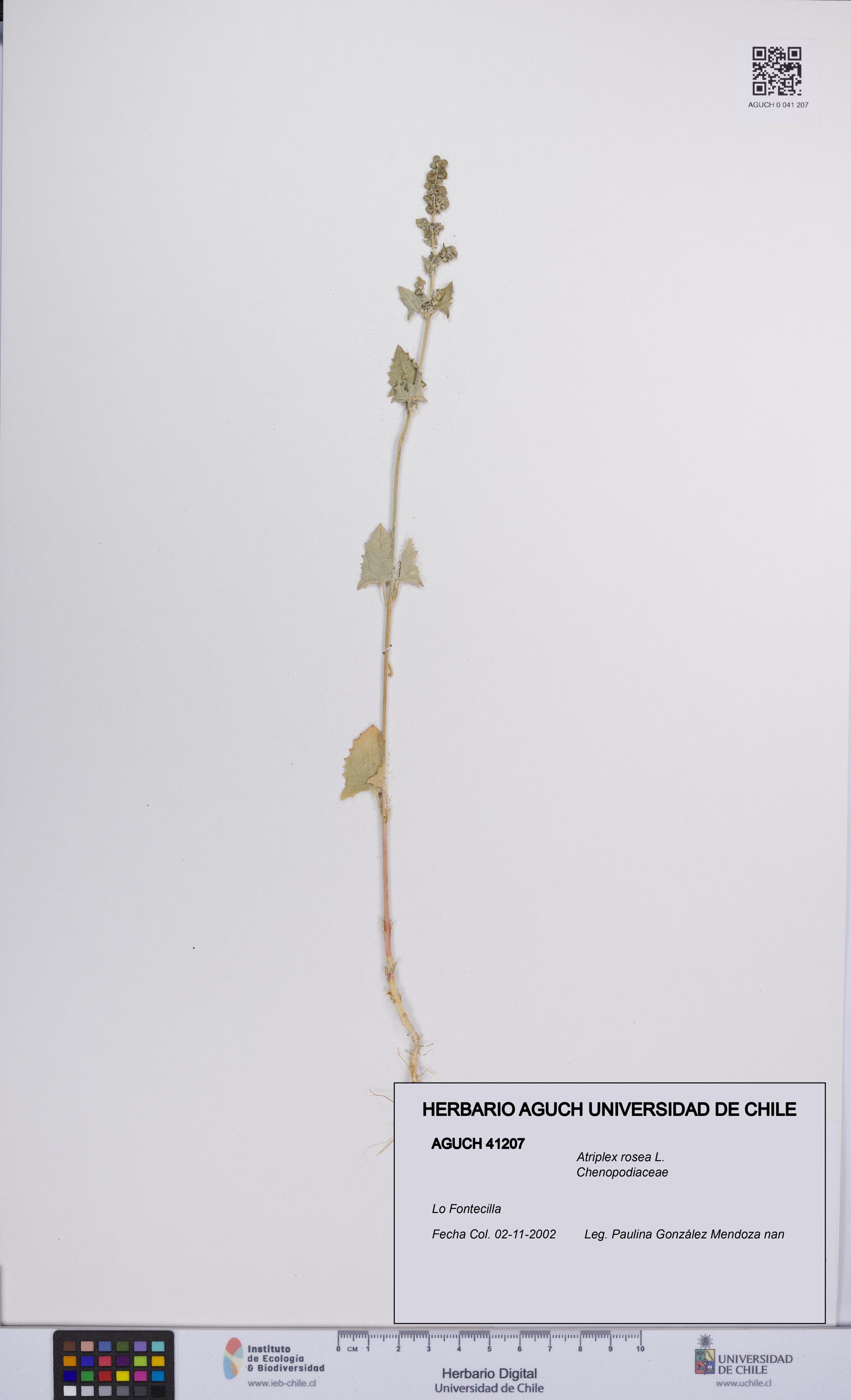 Atriplex rosea [Espécimen: UCH:AGUCH:0041207]