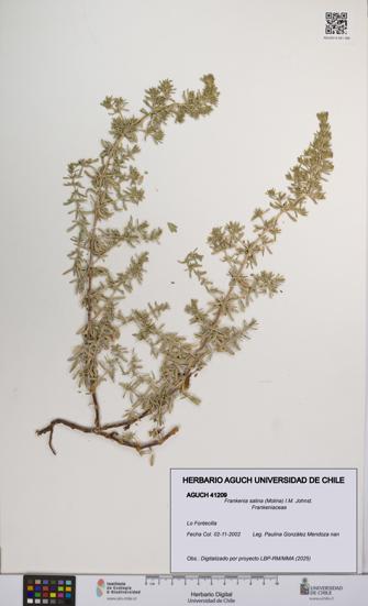 Frankenia salina [Espécimen: UCH:AGUCH:0041209]