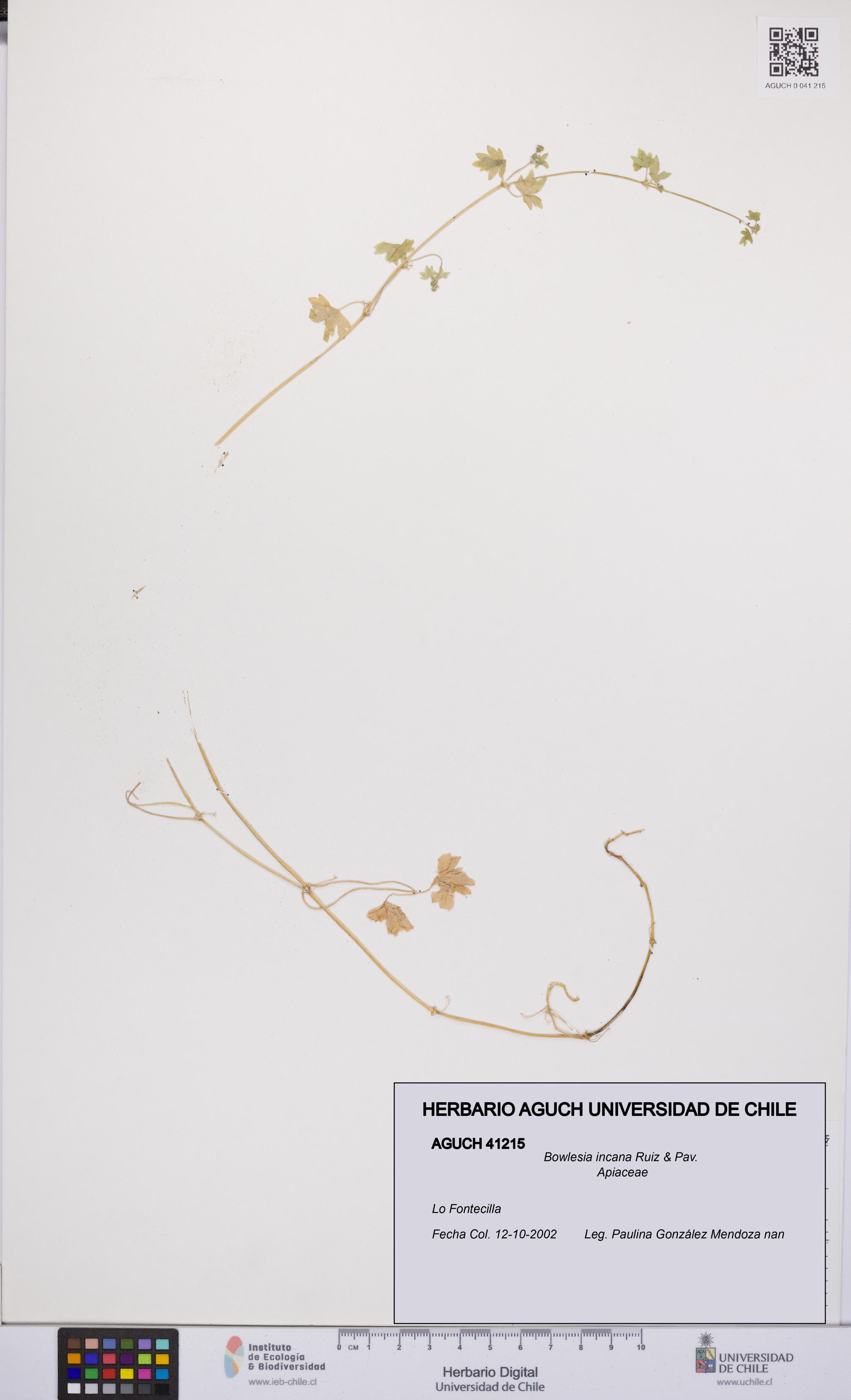 Bowlesia incana [Espécimen: UCH:AGUCH:0041215]