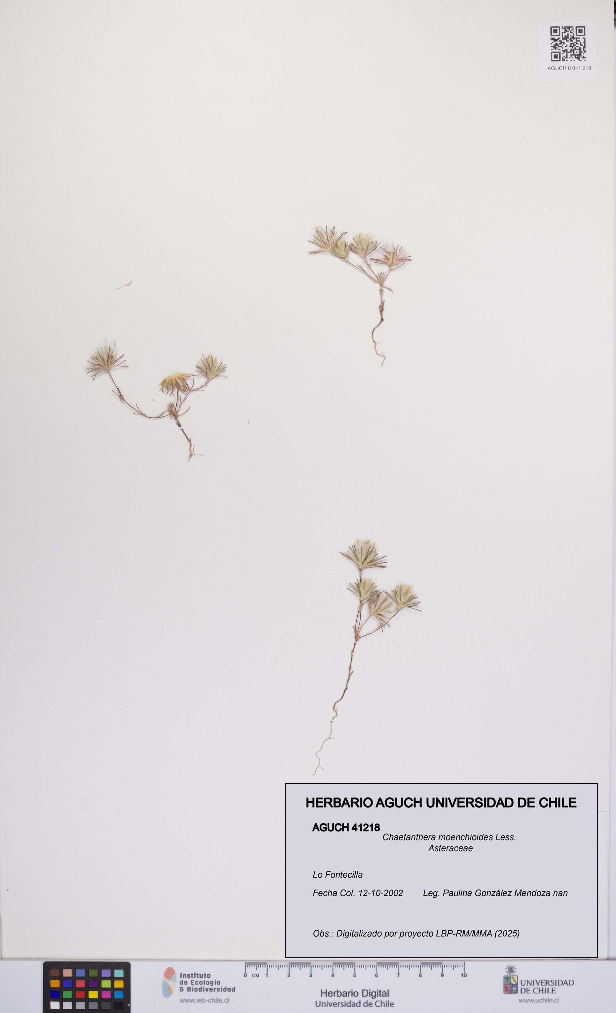 Chaetanthera moenchioides [Espécimen: UCH:AGUCH:0041218]