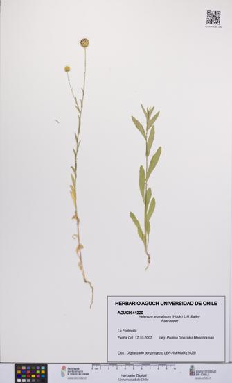 Helenium aromaticum [Espécimen: UCH:AGUCH:0041220]