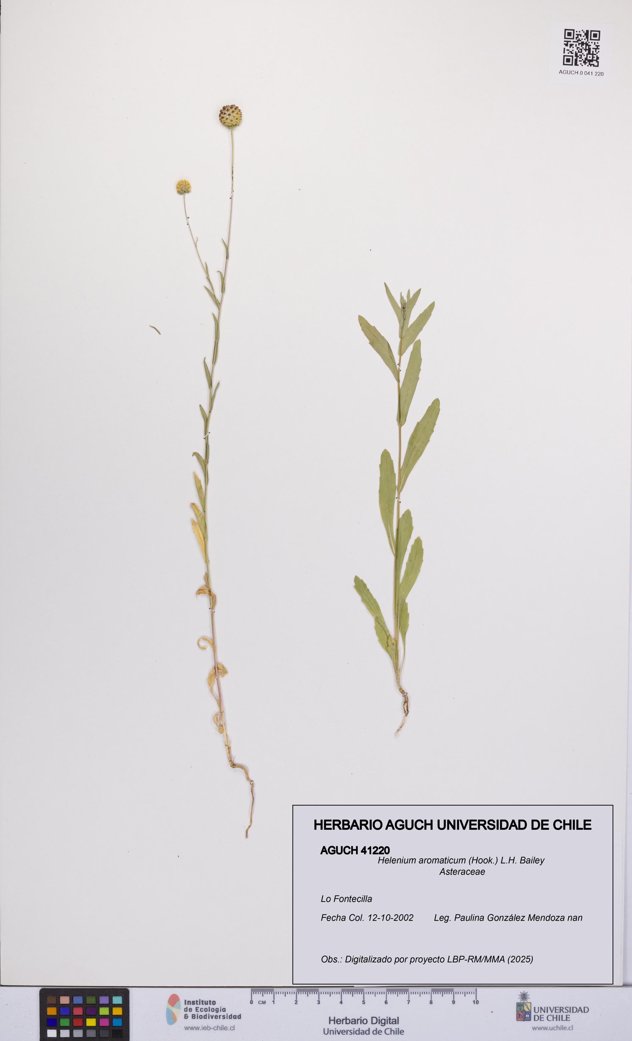 Helenium aromaticum [Espécimen: UCH:AGUCH:0041220]