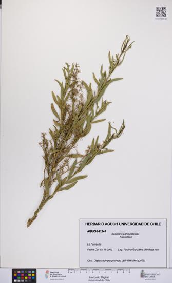Baccharis paniculata [Espécimen: UCH:AGUCH:0041241]