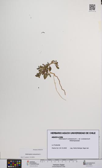 Heliotropium curassavicum var. curassavicum [Espécimen: UCH:AGUCH:0041254]