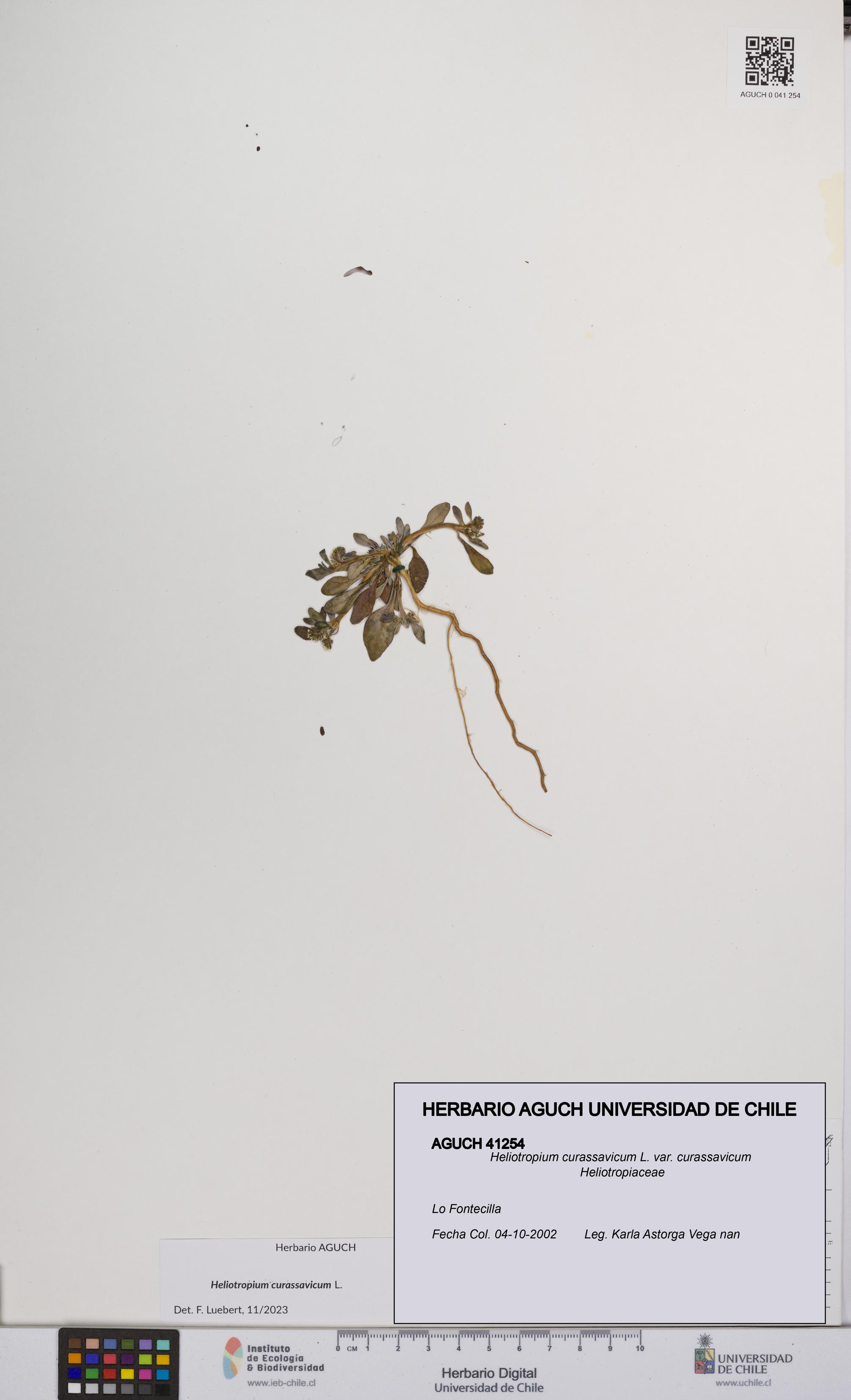 Heliotropium curassavicum var. curassavicum [Espécimen: UCH:AGUCH:0041254]