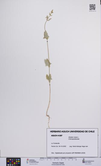 Atriplex rosea [Espécimen: UCH:AGUCH:0041257]