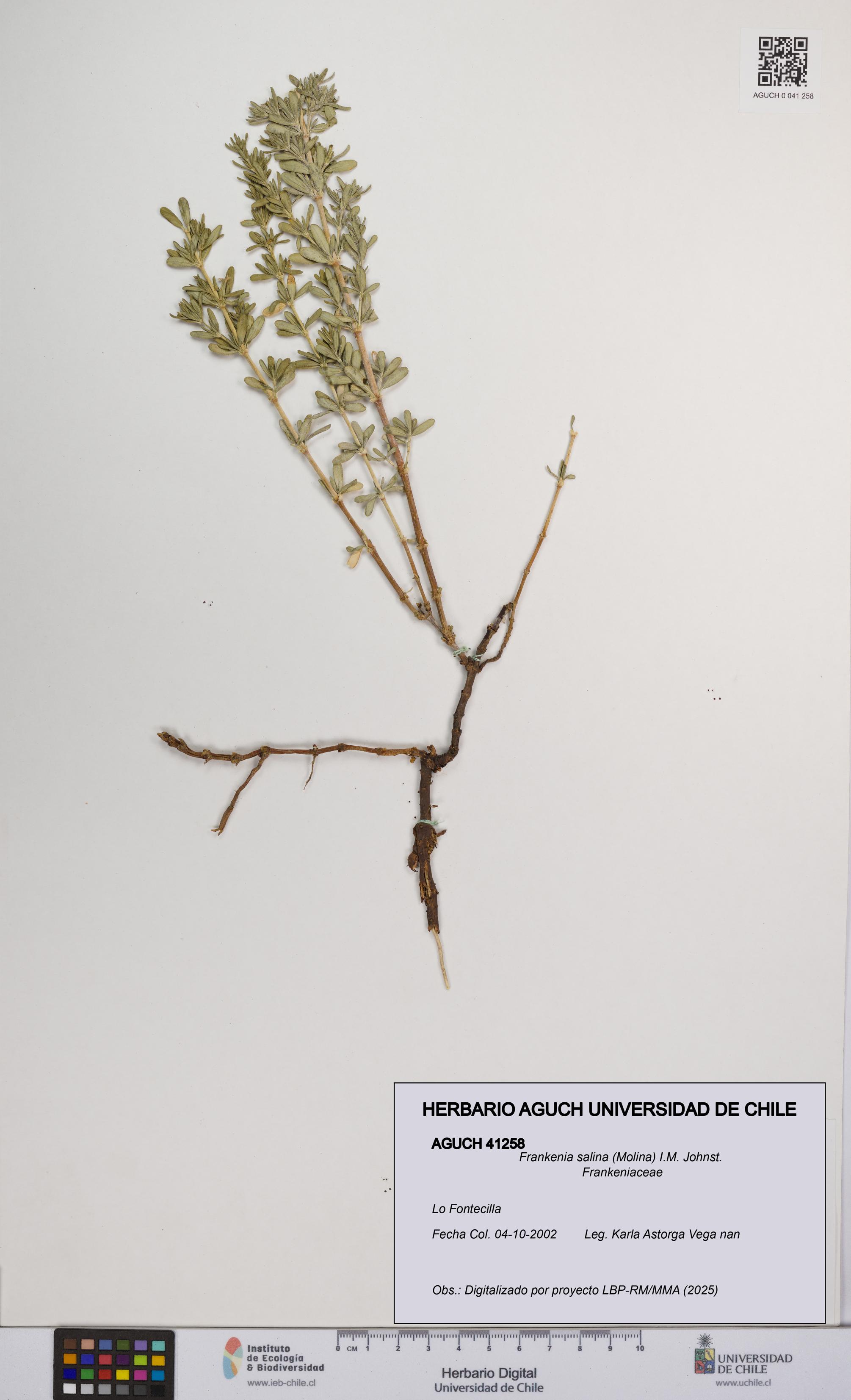 Frankenia salina [Espécimen: UCH:AGUCH:0041258]
