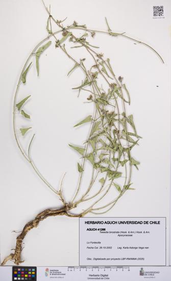 Tweedia birostrata [Espécimen: UCH:AGUCH:0041266]