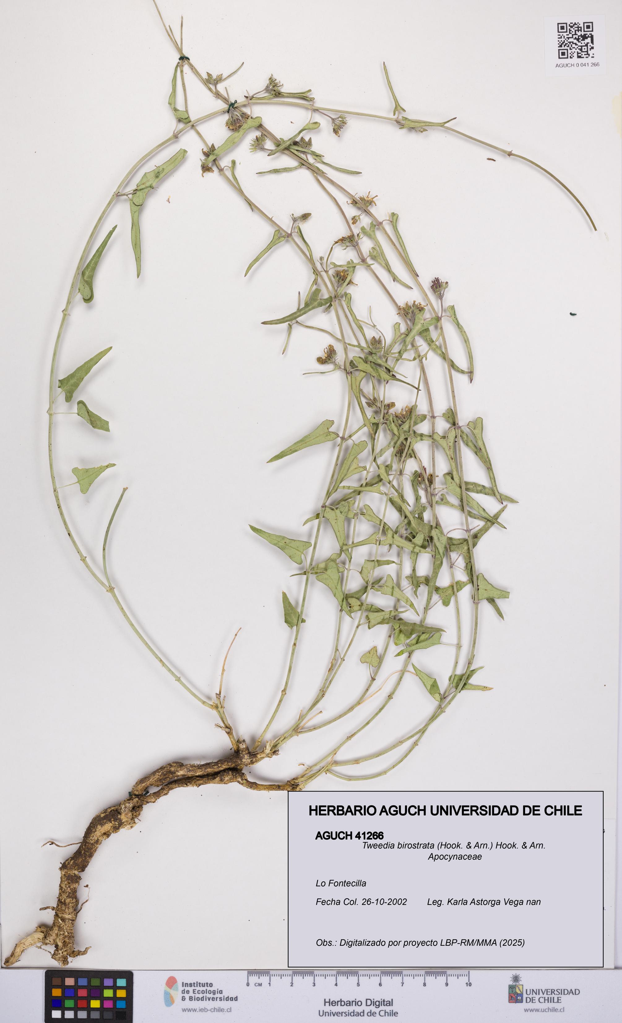 Tweedia birostrata [Espécimen: UCH:AGUCH:0041266]