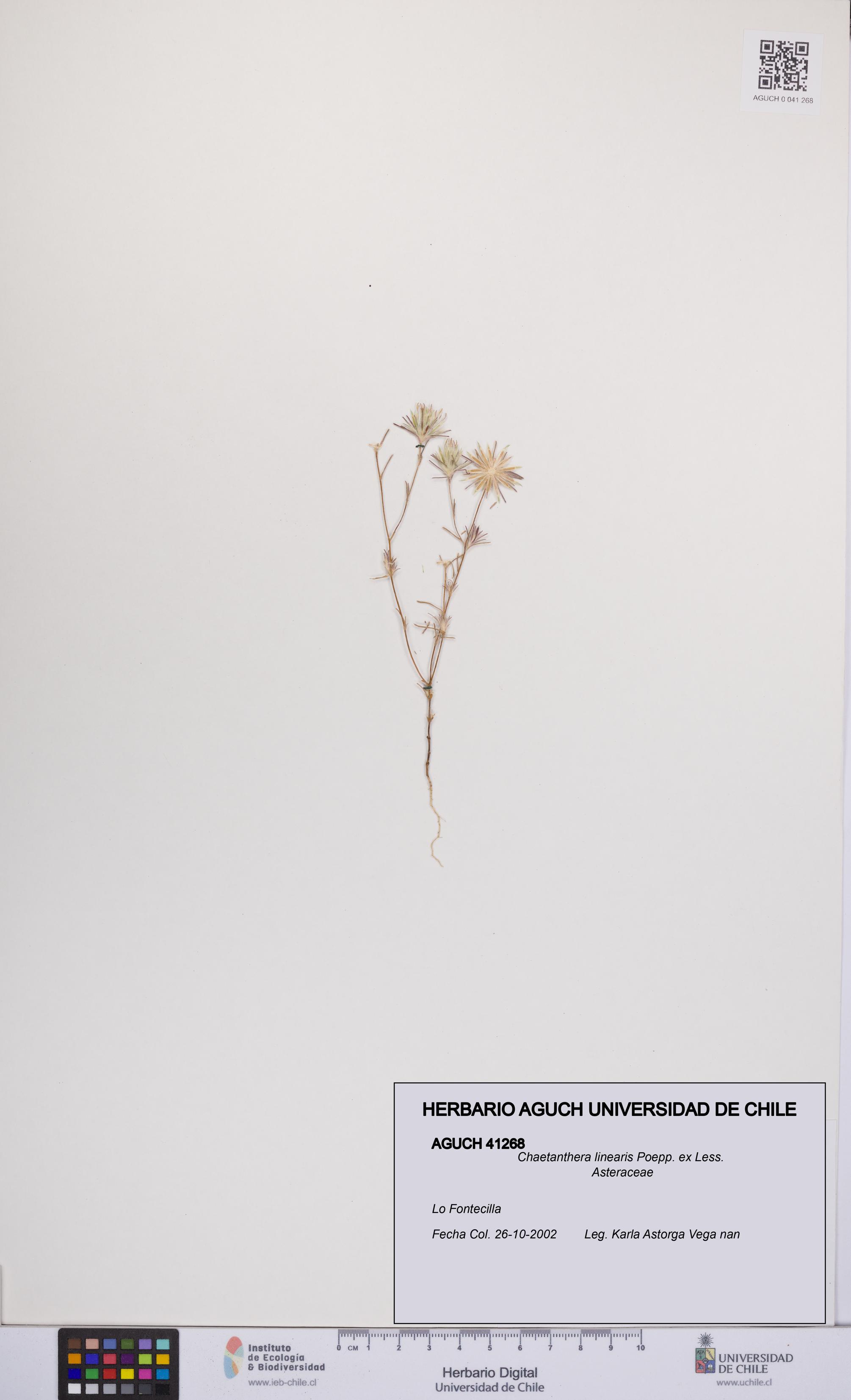 Chaetanthera linearis [Espécimen: UCH:AGUCH:0041268]