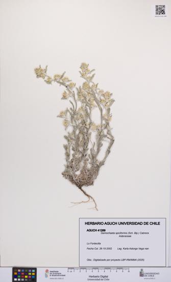 Gamochaeta spiciformis [Espécimen: UCH:AGUCH:0041269]