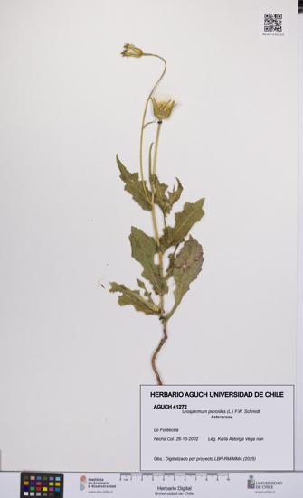 Urospermum picroides [Espécimen: UCH:AGUCH:0041272]