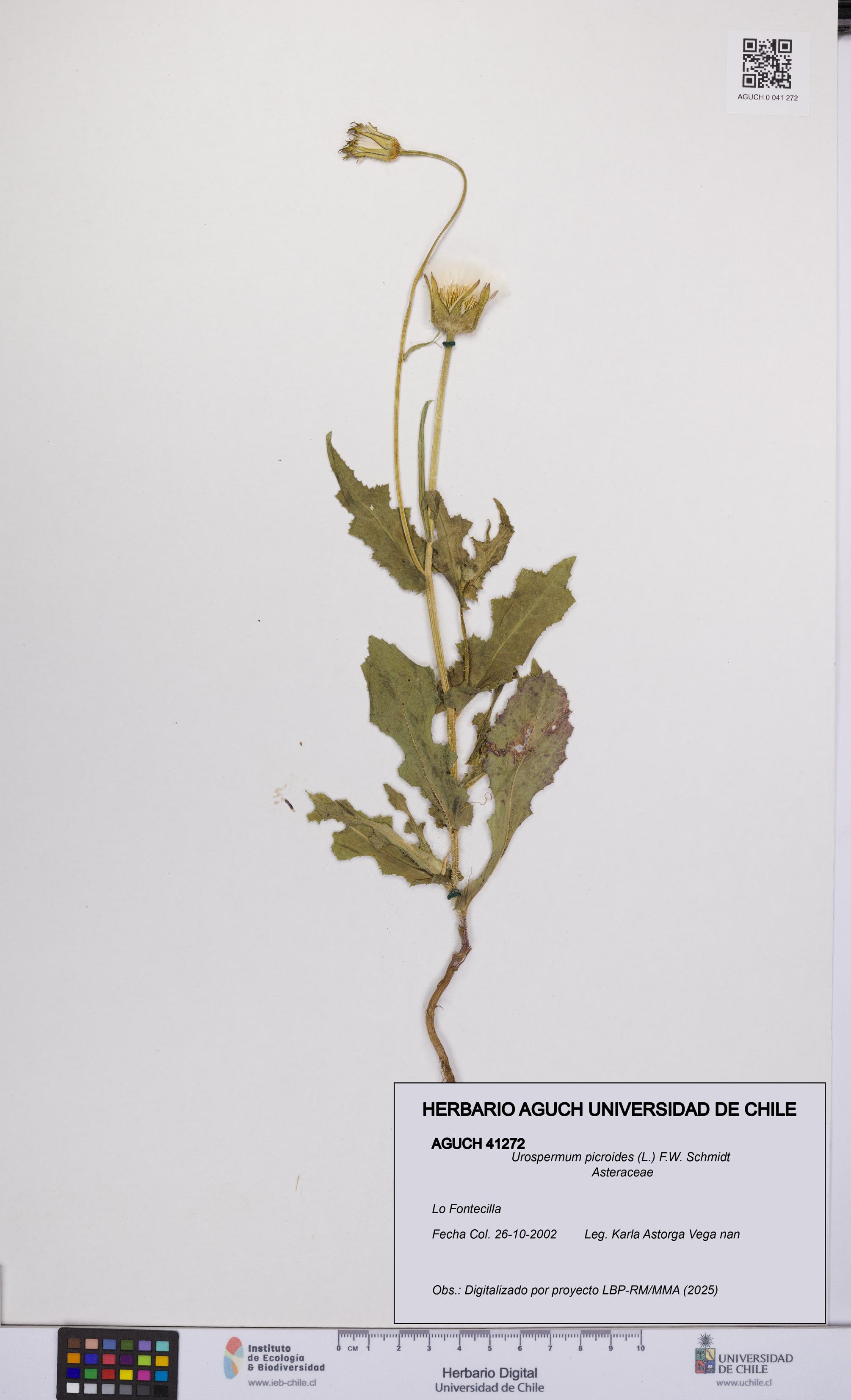 Urospermum picroides [Espécimen: UCH:AGUCH:0041272]