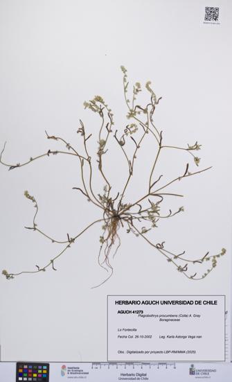 Plagiobothrys procumbens [Espécimen: UCH:AGUCH:0041273]