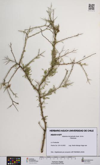 Adesmia microphylla [Espécimen: UCH:AGUCH:0041277]