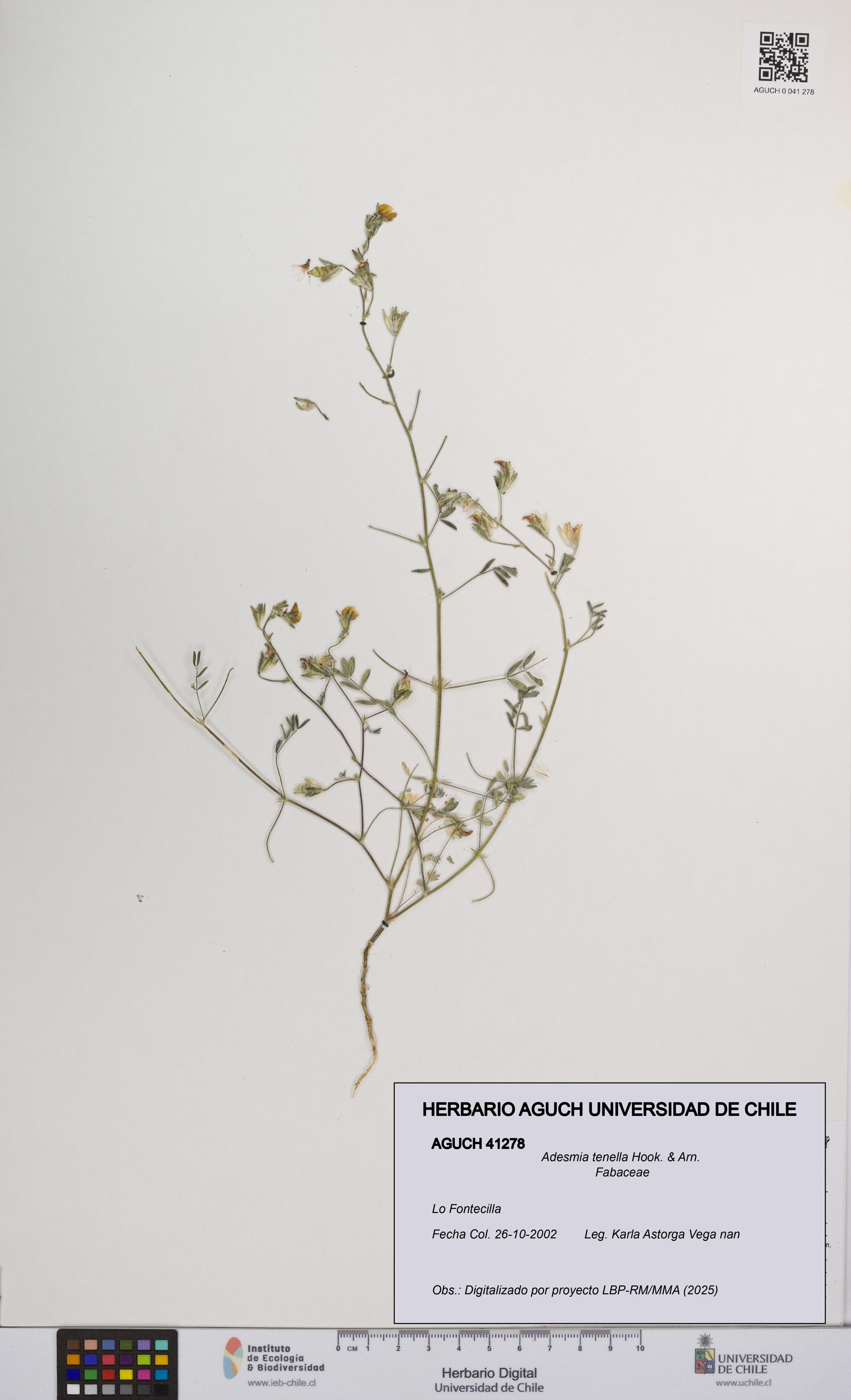 Adesmia tenella [Espécimen: UCH:AGUCH:0041278]