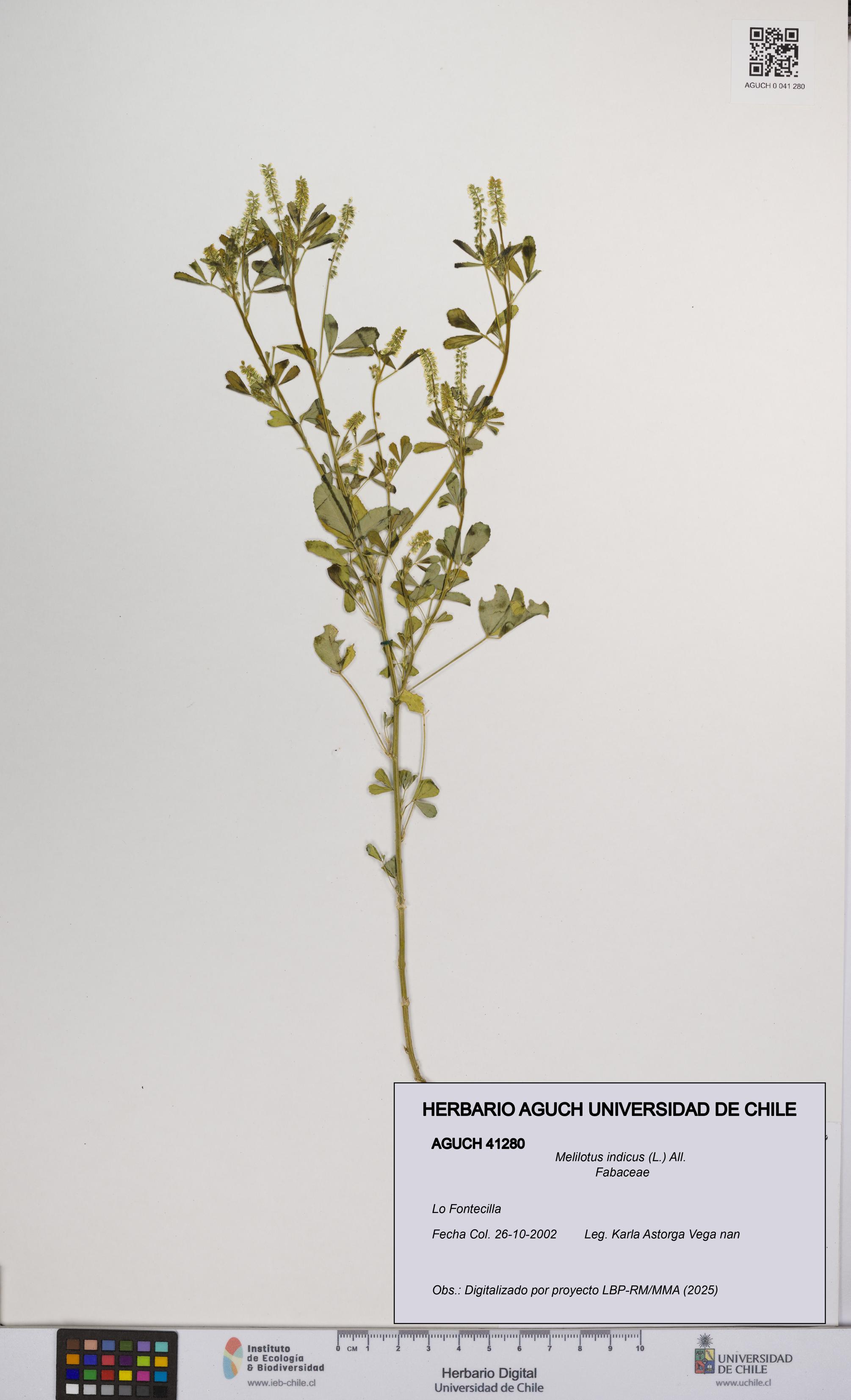 Melilotus indicus [Espécimen: UCH:AGUCH:0041280]