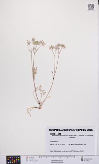 Homalocarpus dichotomus [Espécimen: UCH:AGUCH:0041290]