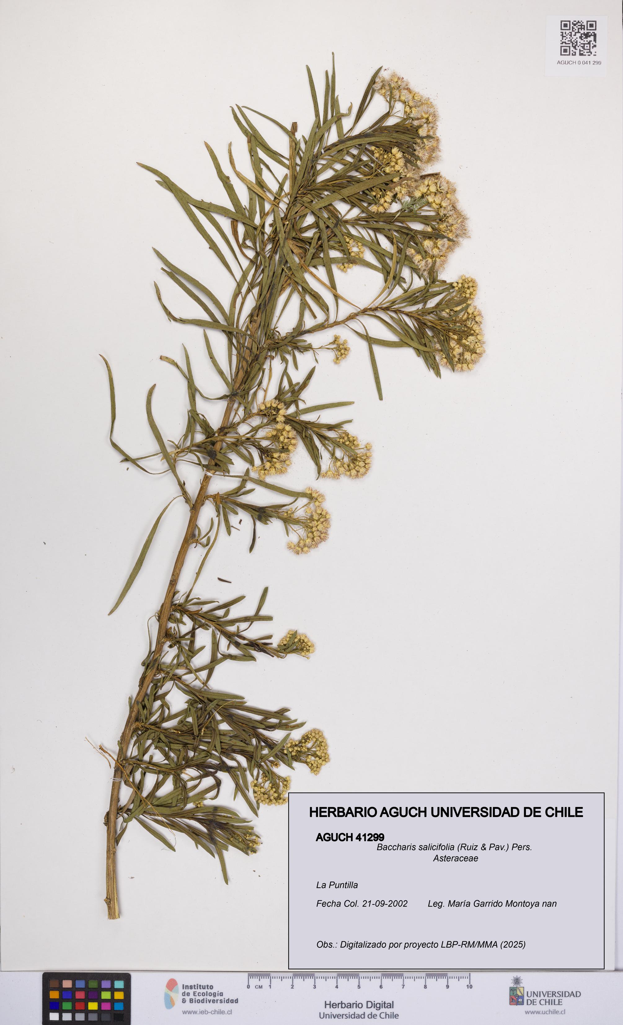 Baccharis salicifolia [Espécimen: UCH:AGUCH:0041299]