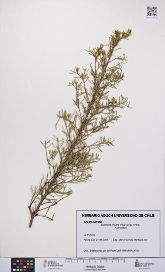 Baccharis linearis [Espécimen: UCH:AGUCH:0041300]