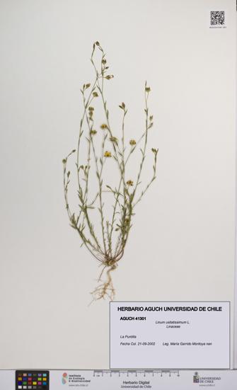 Linum usitatissimum [Espécimen: UCH:AGUCH:0041301]