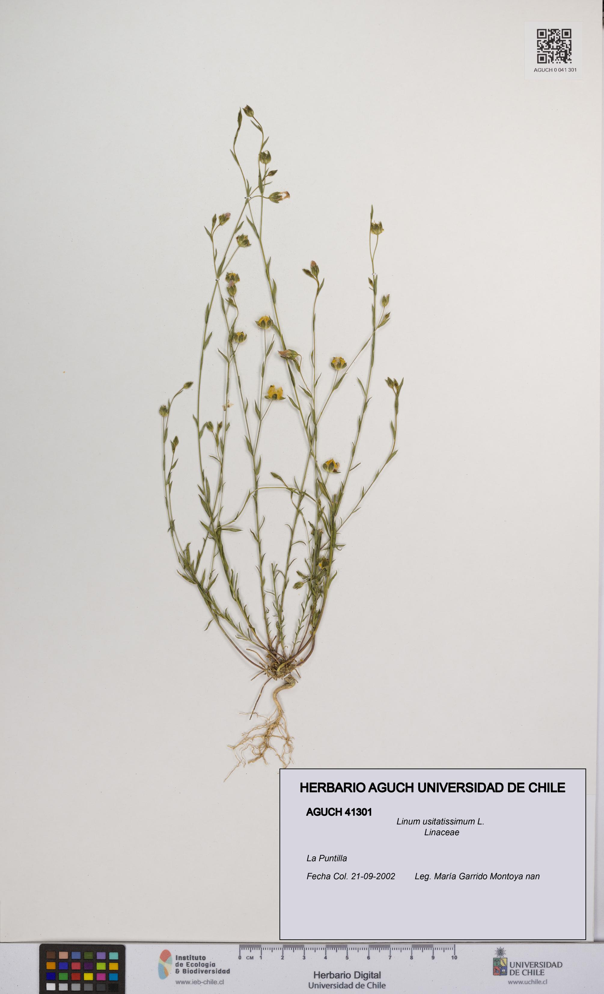 Linum usitatissimum [Espécimen: UCH:AGUCH:0041301]