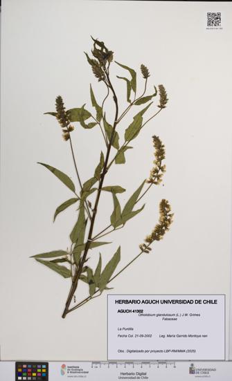 Otholobium glandulosum [Espécimen: UCH:AGUCH:0041302]
