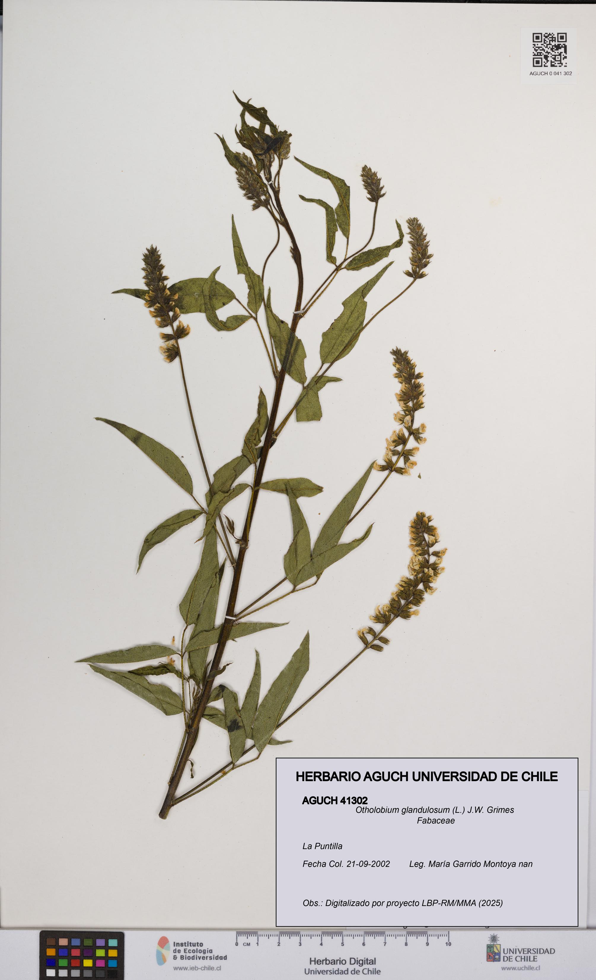 Otholobium glandulosum [Espécimen: UCH:AGUCH:0041302]