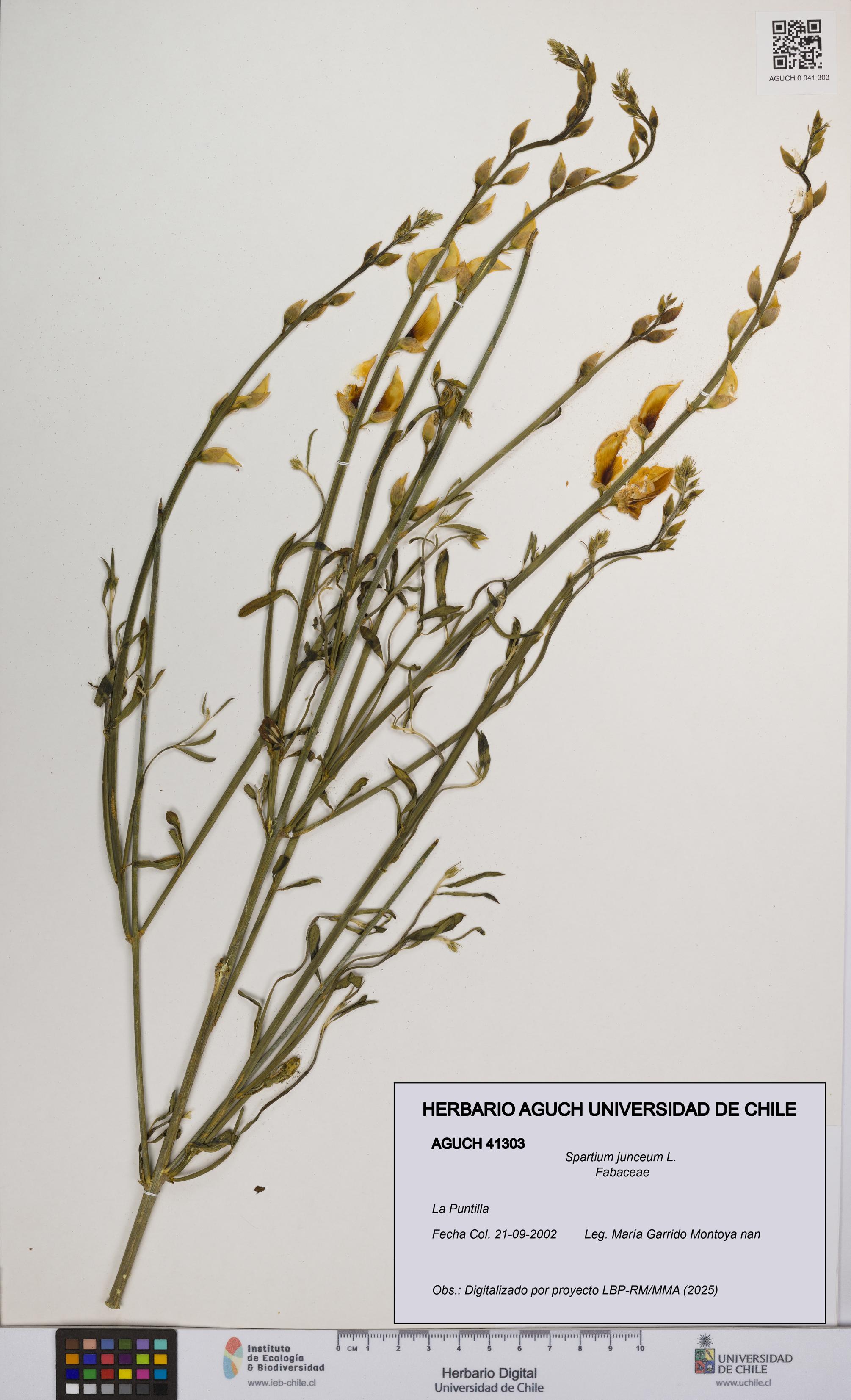 Spartium junceum [Espécimen: UCH:AGUCH:0041303]