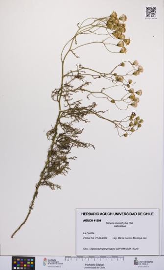 Senecio microphyllus [Espécimen: UCH:AGUCH:0041304]