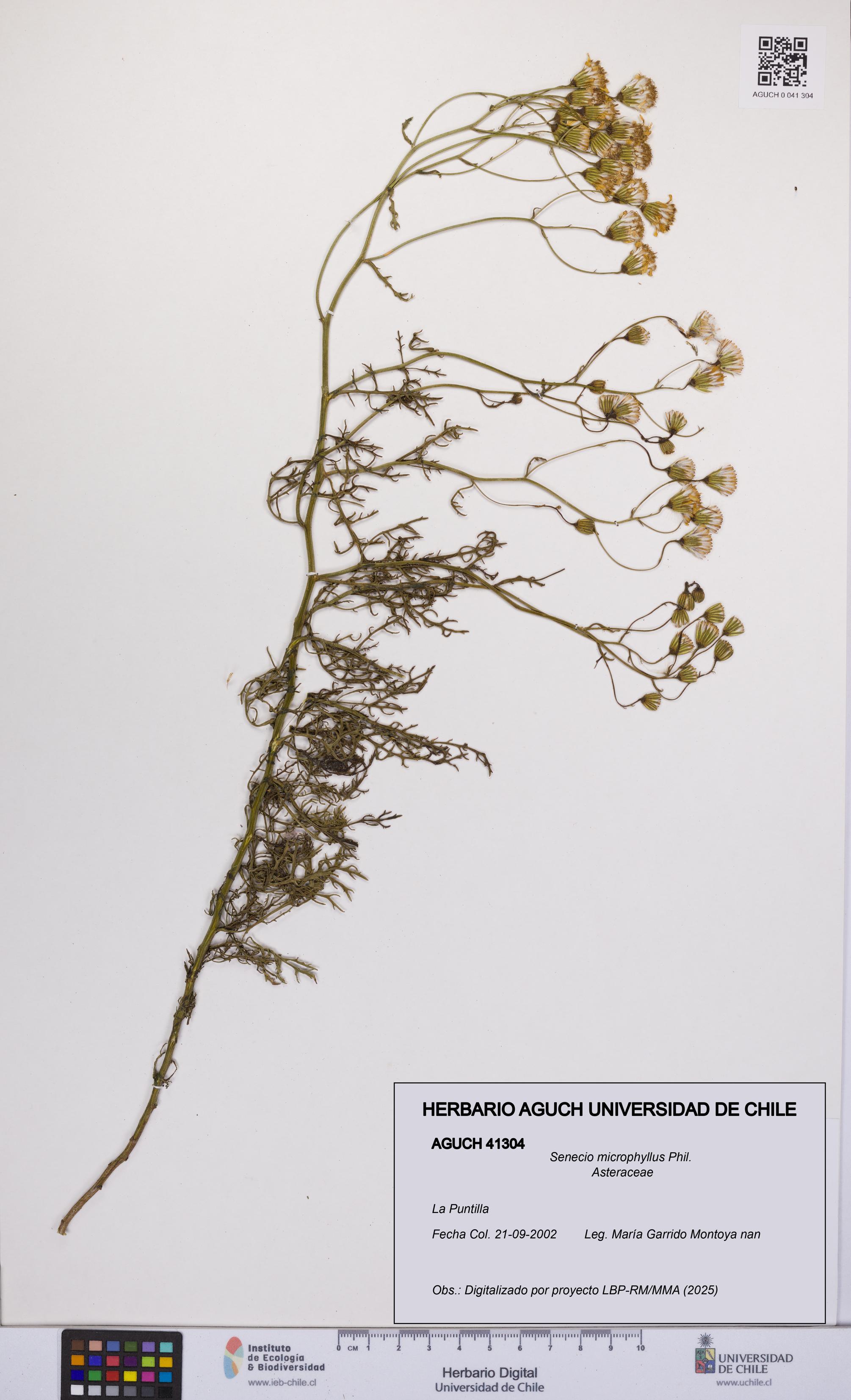 Senecio microphyllus [Espécimen: UCH:AGUCH:0041304]