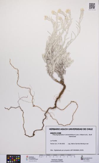 Pseudognaphalium cheiranthifolium [Espécimen: UCH:AGUCH:0041305]