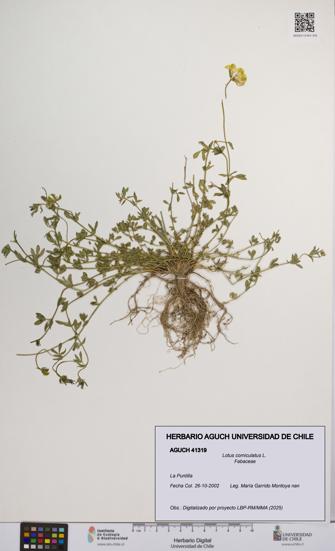 Lotus corniculatus [Espécimen: UCH:AGUCH:0041319]