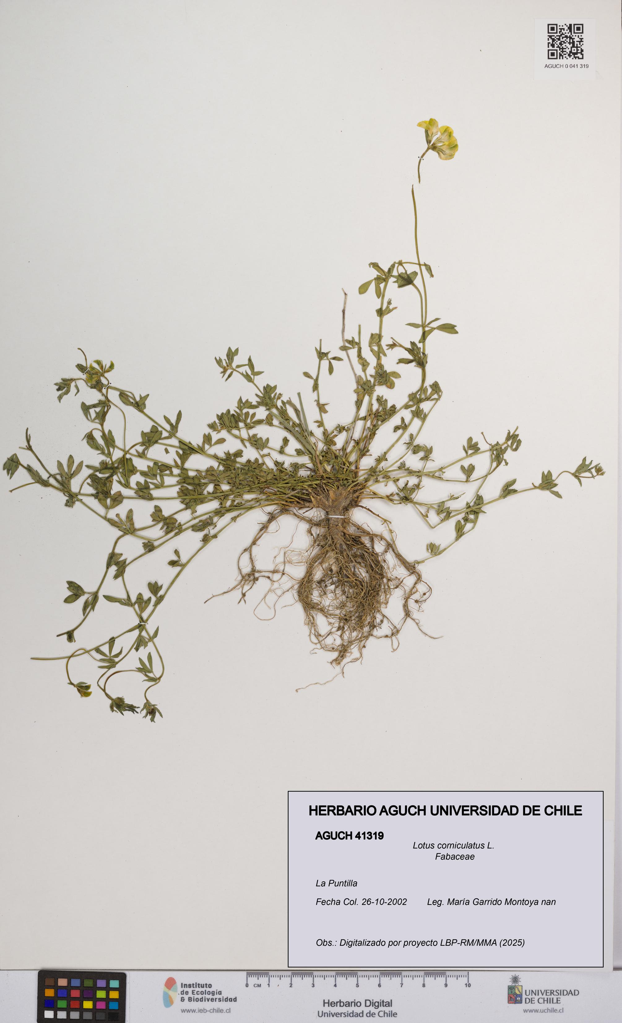 Lotus corniculatus [Espécimen: UCH:AGUCH:0041319]