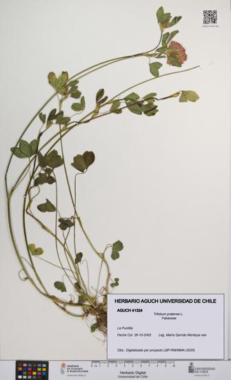 Trifolium pratense [Espécimen: UCH:AGUCH:0041324]