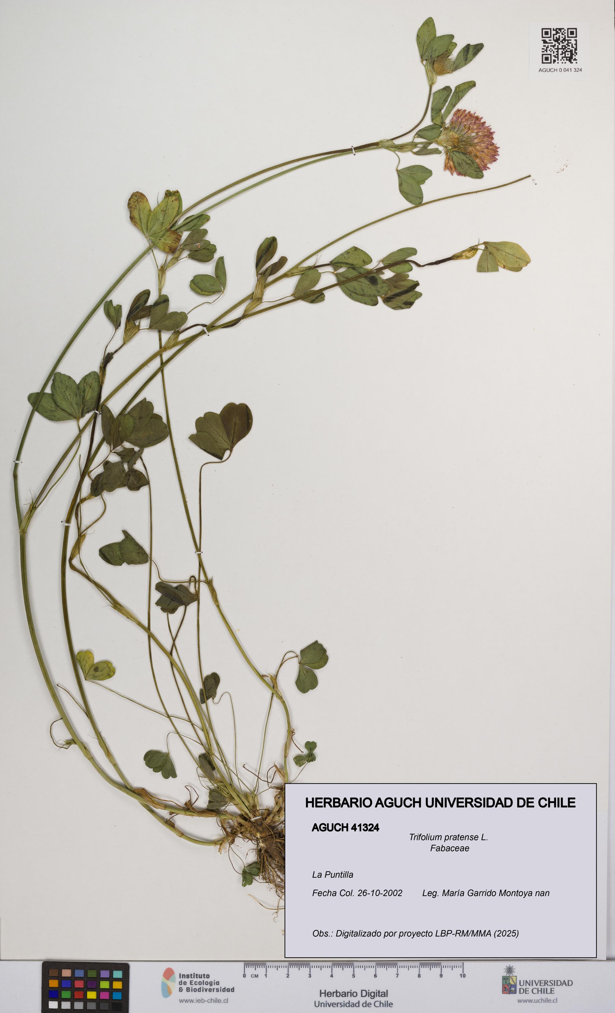 Trifolium pratense [Espécimen: UCH:AGUCH:0041324]