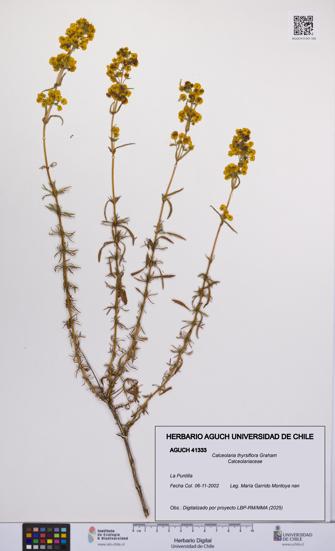 Calceolaria thyrsiflora [Espécimen: UCH:AGUCH:0041333]