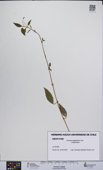 Fuchsia magellanica [Espécimen: UCH:AGUCH:0041342]