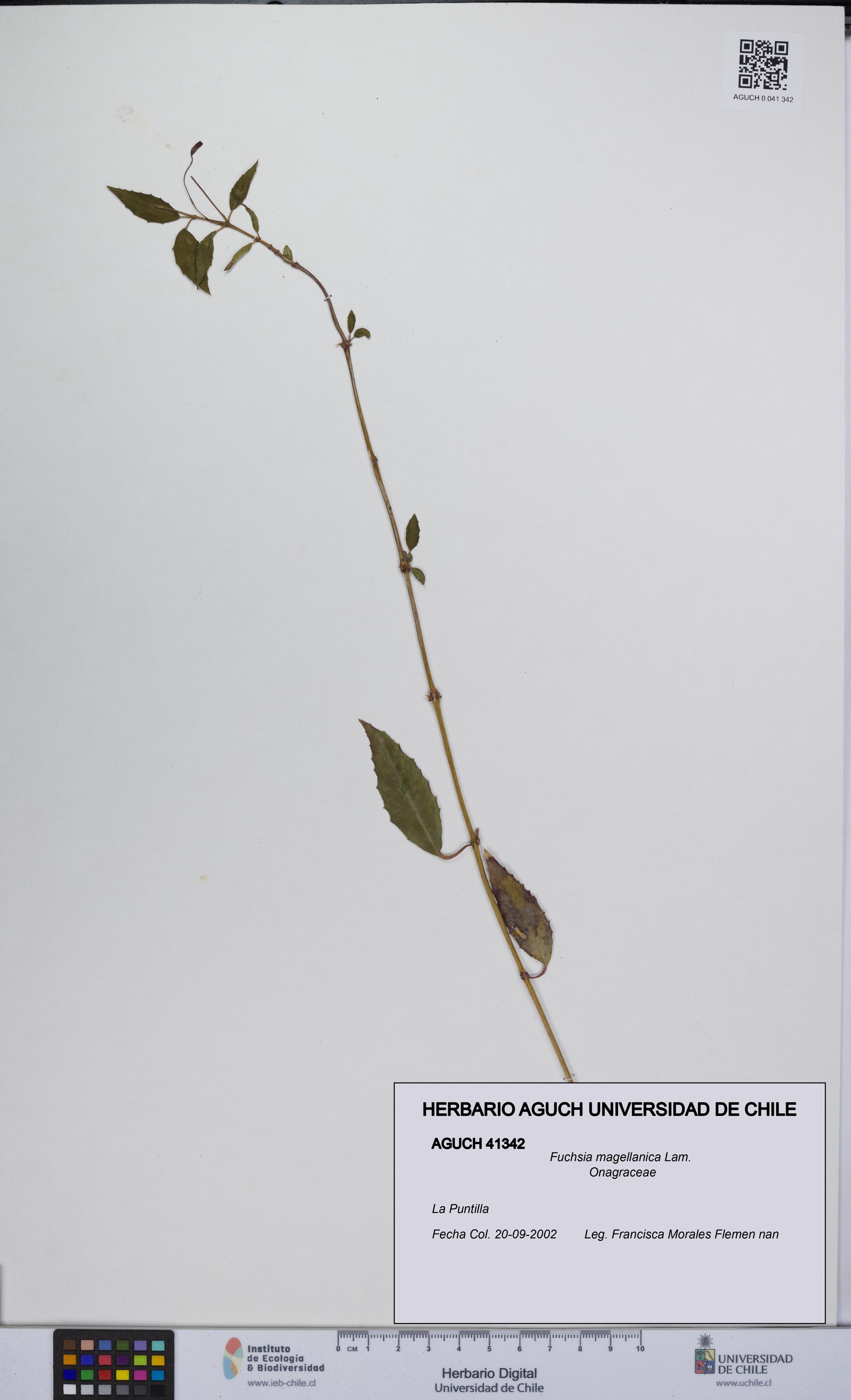 Fuchsia magellanica [Espécimen: UCH:AGUCH:0041342]