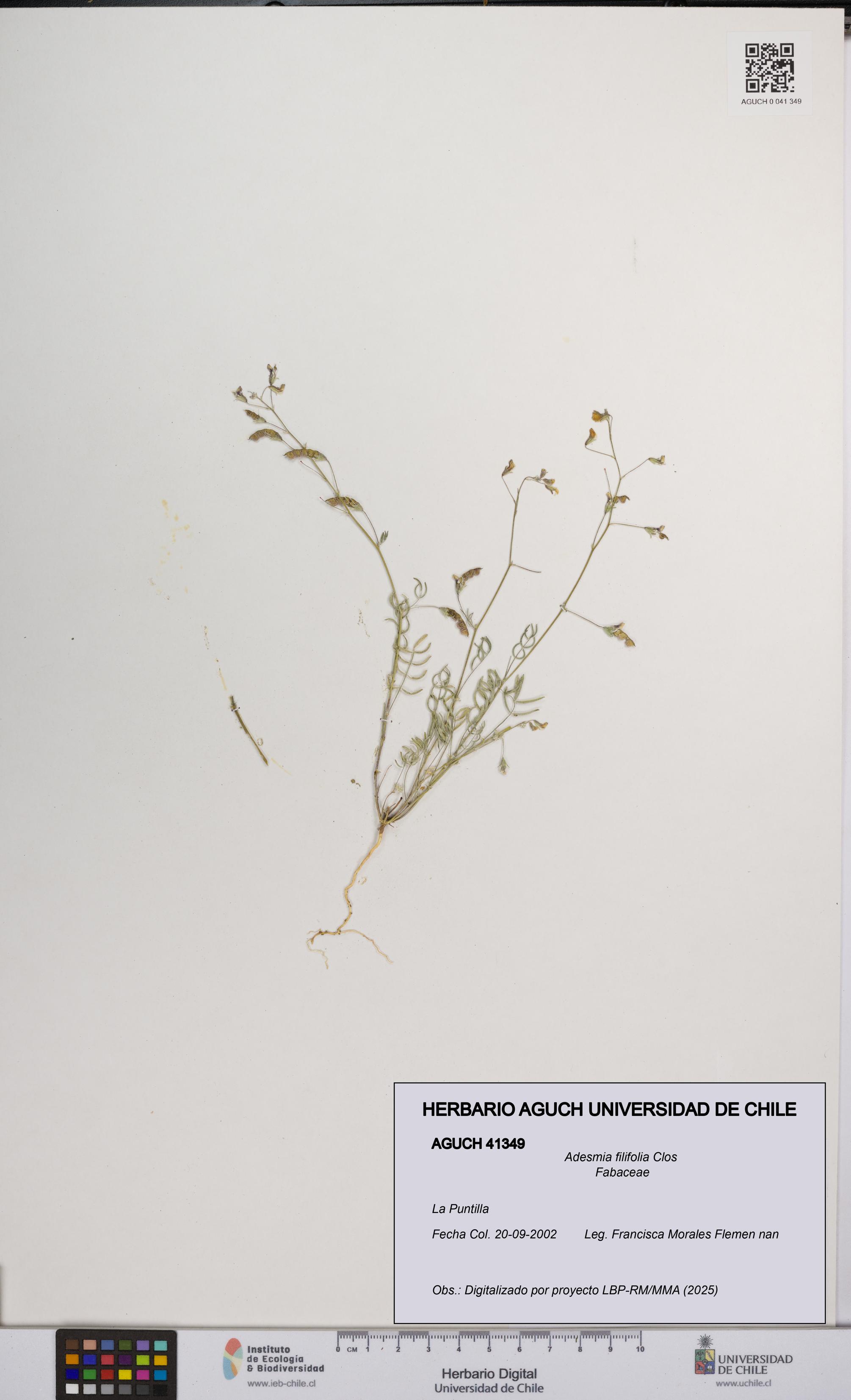 Adesmia filifolia [Espécimen: UCH:AGUCH:0041349]