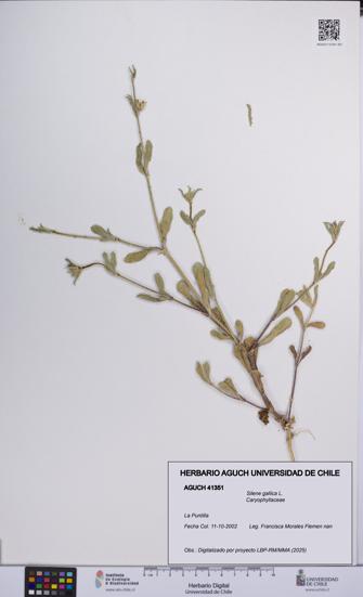 Silene gallica [Espécimen: UCH:AGUCH:0041351]